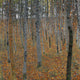 Beechwood Forest Fine Art Print by Gustav Klimt - 1903