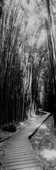 Trail in a Bamboo Forest Fine Art Print - Hana Coast, Maui, Hawaii