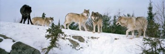 Gray Wolves Poster Print - Massey, Ontario, Canada by Panoramic Images