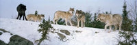Gray Wolves Poster Print - Massey, Ontario, Canada by Panoramic Images