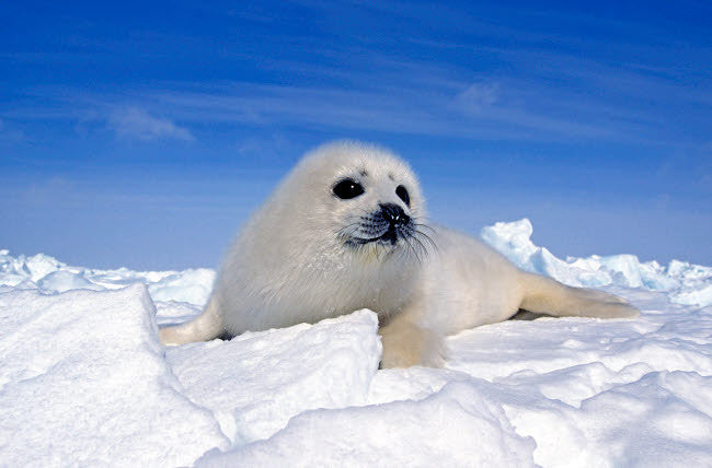 Young Harp Seal on Icefield Fine Art Print by VWPics