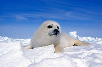 Young Harp Seal on Icefield Fine Art Print by VWPics