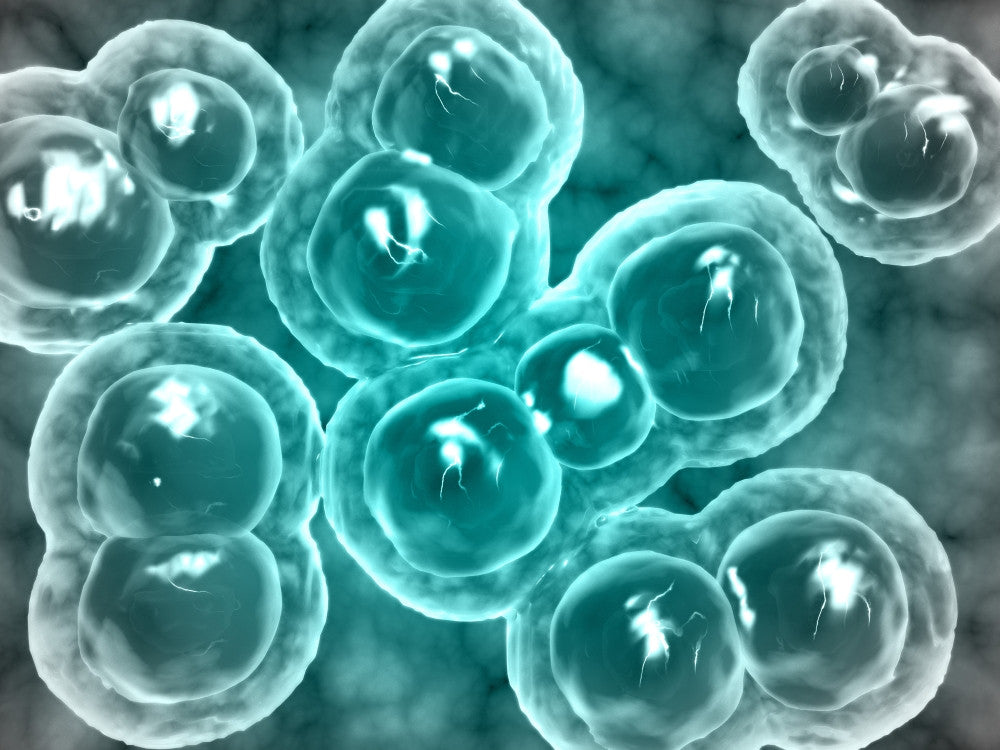 Microscopic View of Chlamydia Fine Art Print - StockTrek Images