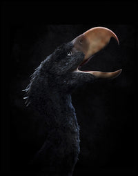 Andalgalornis Steulleti Fine Art Print - Flightless Predatory Bird
