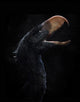 Andalgalornis Steulleti Fine Art Print - Flightless Predatory Bird