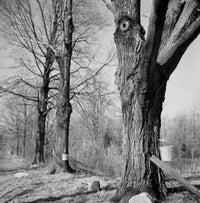Maple Syrup Time Art Print - USA, Connecticut, Hartford
