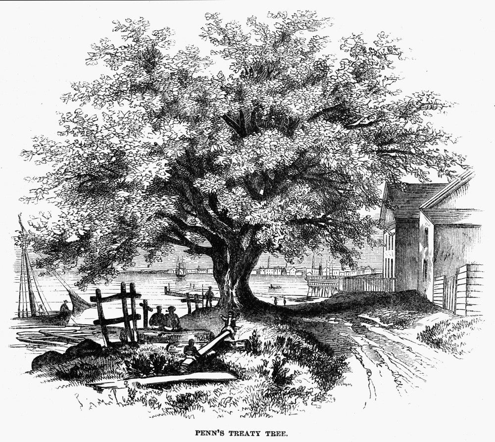 Botany: The Penn Treaty Elm Tree Fine Art Print - 1862 Wood Engraving