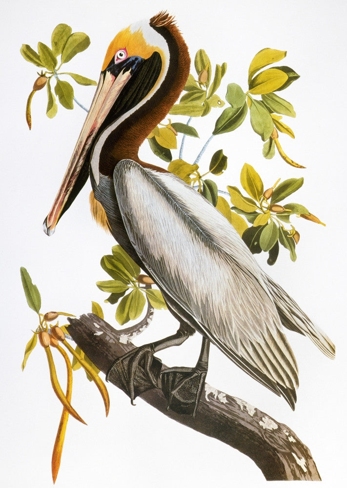 Audubon: Brown Pelican Fine Art Print from 'Birds of America'