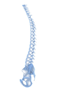 Conceptual Image of Human Backbone Fine Art Print