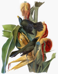 Audubon Common Grackle Fine Art Print from 'The Birds of America'