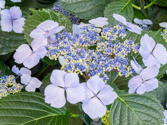 Close-Up Purple Lacecap Hydrangea Fine Art Print by Julie Eggers