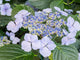 Close-Up Purple Lacecap Hydrangea Fine Art Print by Julie Eggers