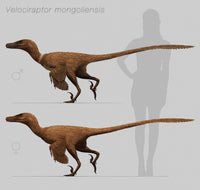 Velociraptor mongoliensis Fine Art Print - Cretaceous Dinosaur Artwork