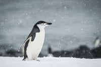 Chinstrap Penguin in Snowfall Fine Art Print by Deb Garside