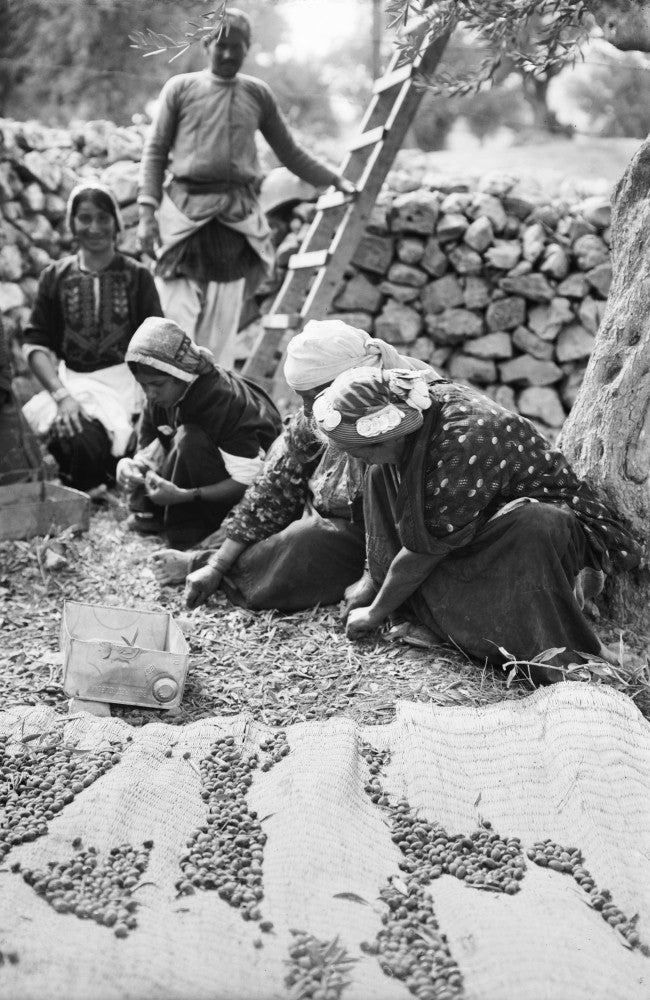 Gathering Olives in Palestine - Vintage Photograph Print