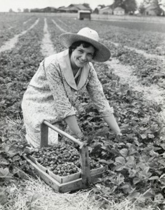 Woman Picking Strawberries Fine Art Print - Farm Scene