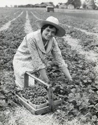 Woman Picking Strawberries Fine Art Print - Farm Scene