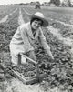 Woman Picking Strawberries Fine Art Print - Farm Scene