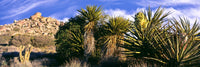 Yucca Plants in Bloom at Culp Valley Campground Poster Print