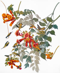 Archilocus Colubris Hummingbird Fine Art Print from Audubon