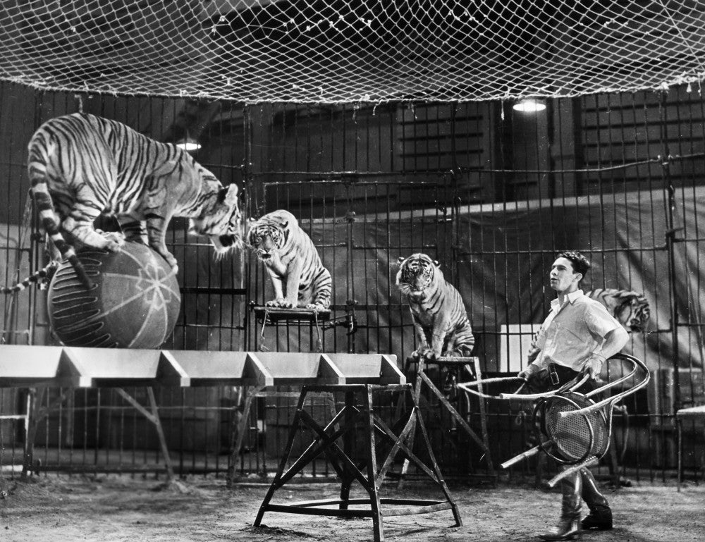 Clyde Beatty Animal Tamer Performing with Tigers Fine Art Print