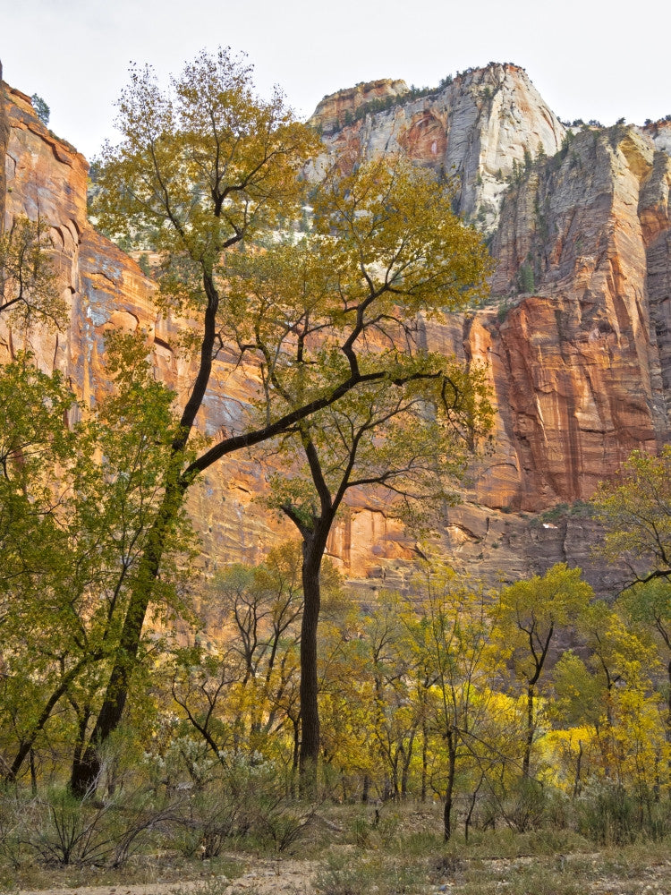 Utah Zion National Park Fine Art Print by Jamie & Judy Wild