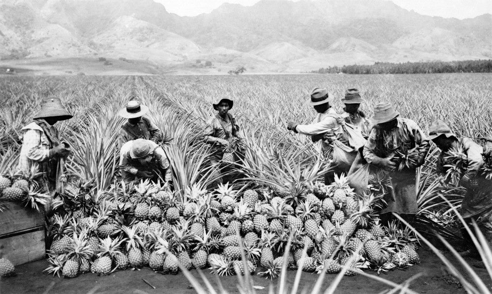 Hawaii Pineapple Harvest Fine Art Print by Granger Collection