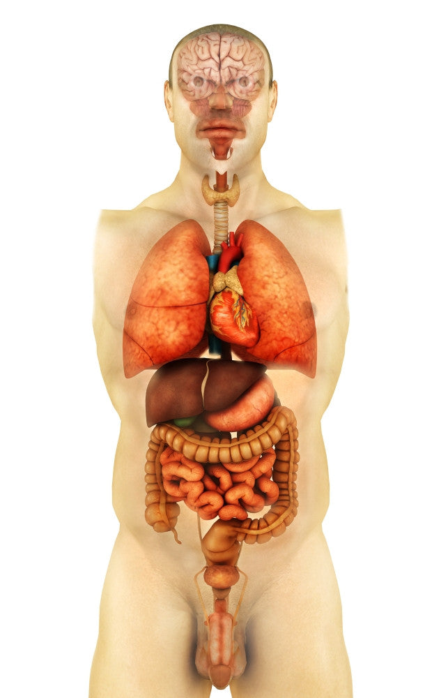Anatomy of the Human Body Poster Print - Front View
