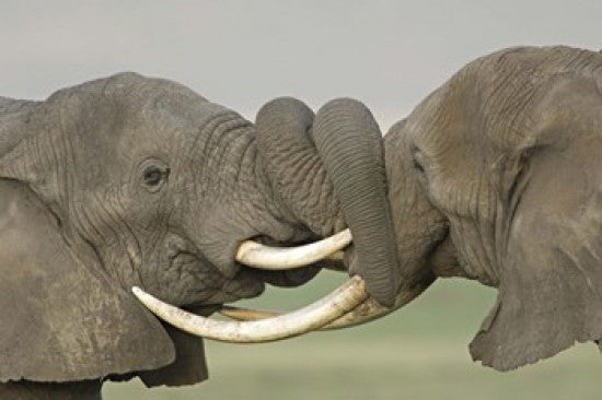 Two African Elephants Fighting in the Ngorongoro Crater Poster Print by Panoramic Images