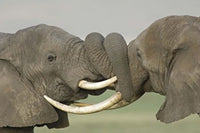 Two African Elephants Fighting in the Ngorongoro Crater Poster Print by Panoramic Images