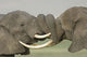 Two African Elephants Fighting in the Ngorongoro Crater Poster Print by Panoramic Images