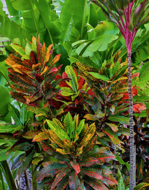Maui, Hawaii Wailea Tea Plants Fine Art Print by Darrell Gulin