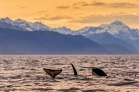 Killer Whales Swimming at Dusk - Fine Art Print by John Hyde