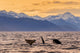 Killer Whales Swimming at Dusk - Fine Art Print by John Hyde