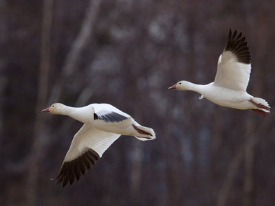 Wildlife