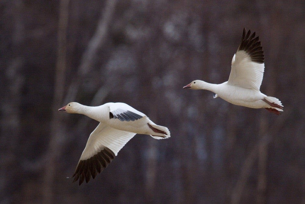 Two Snow Geese in Flight - Matanuska Valley Fine Art Print