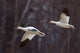 Two Snow Geese in Flight - Matanuska Valley Fine Art Print