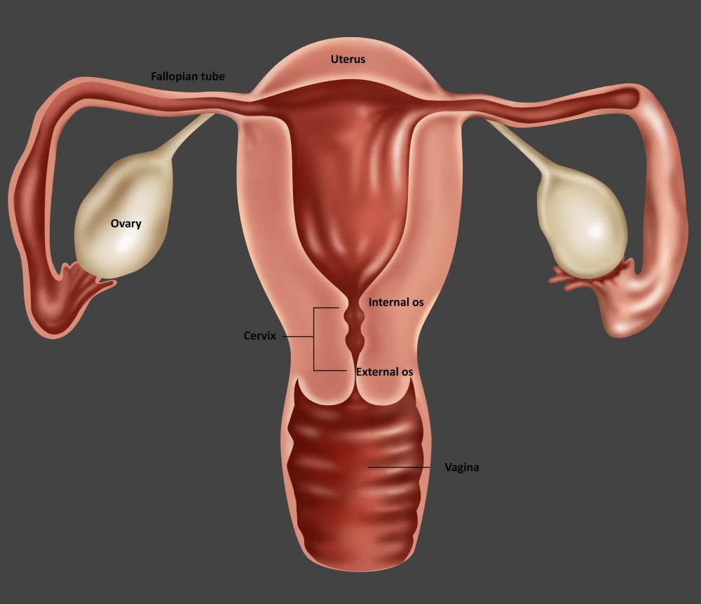 Uterus Fine Art Print by Gwen Shockey | Science Source