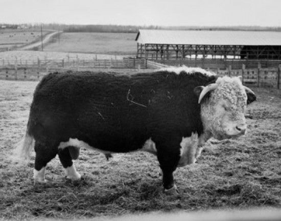 Hereford Bull Fine Art Print - Side Profile in a Field