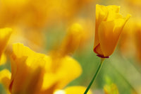 Yellow Poppy Fine Art Print - Vibrant Floral Decor