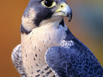Wildlife