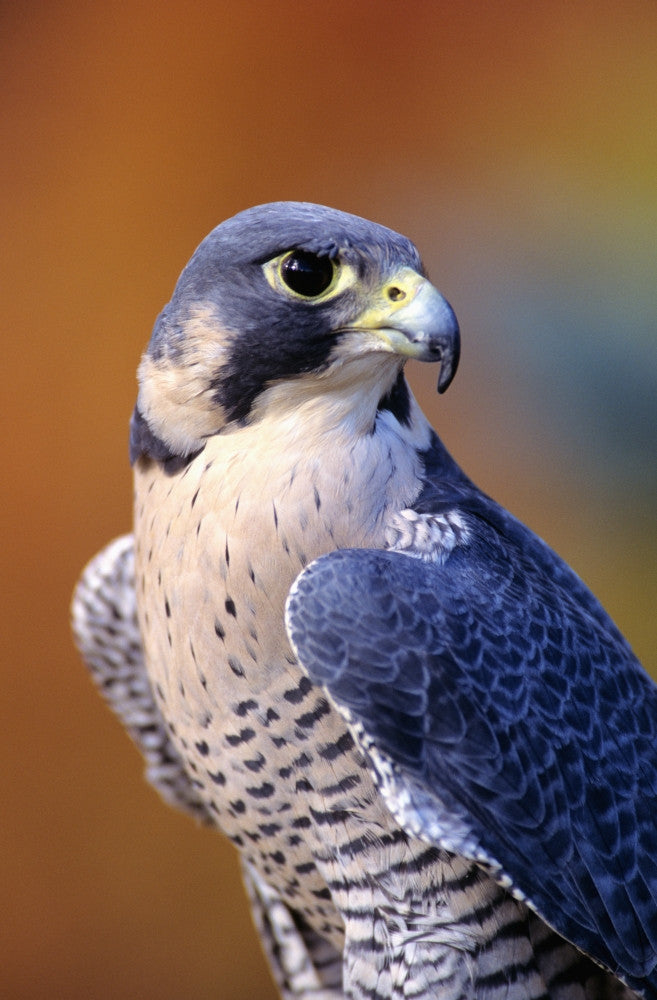Close-up Fine Art Print of Adult Male Peregrine Falcon