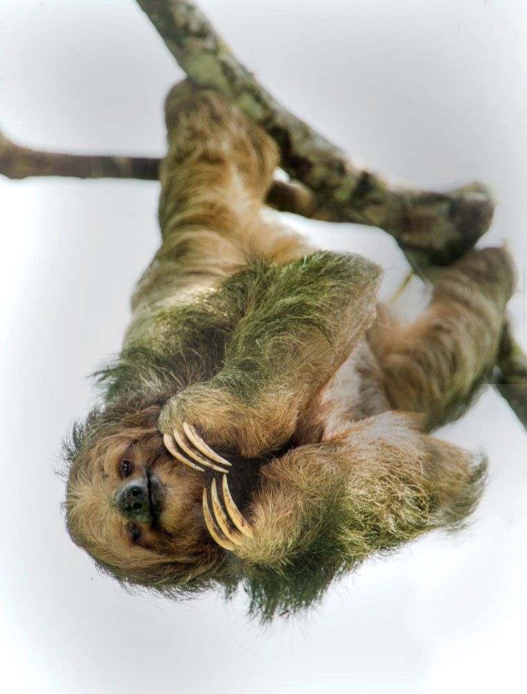 Three-Toed Sloth Fine Art Print - Sarapiqui, Costa Rica by Panoramic Images