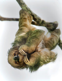 Three-Toed Sloth Fine Art Print - Sarapiqui, Costa Rica by Panoramic Images