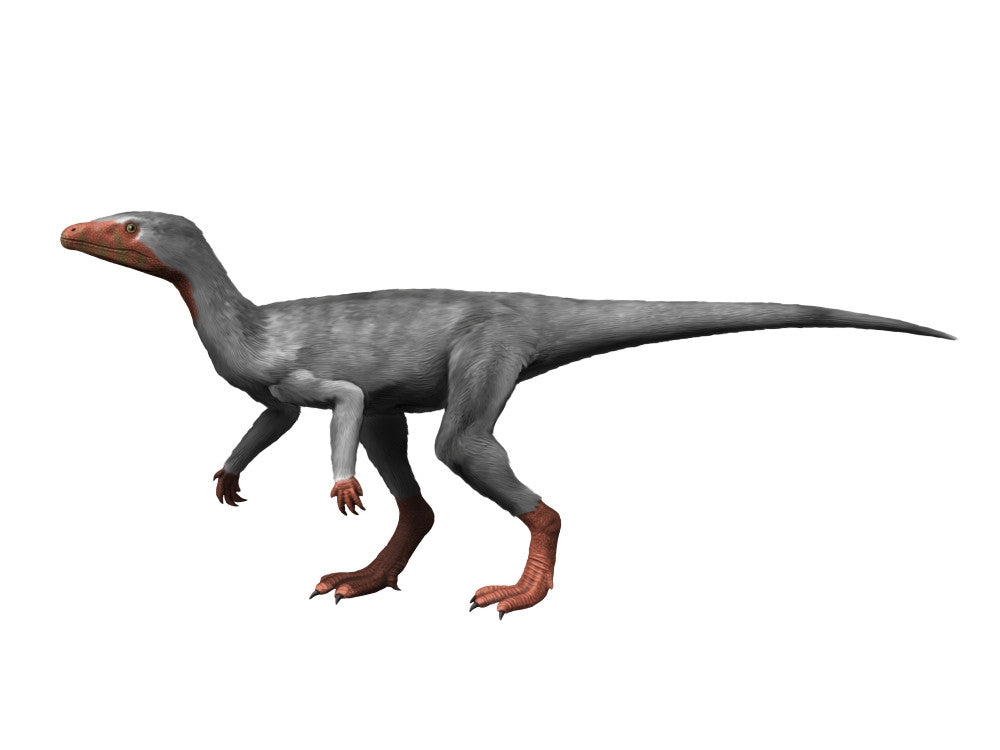 Eoraptor Lunensis Fine Art Print by Nobumichi Tamura