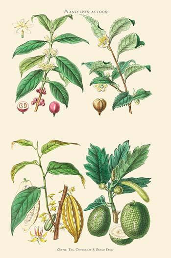 Plants Unused as Food Fine Art Print by William Rhind