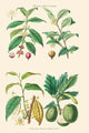Plants Unused as Food Fine Art Print by William Rhind