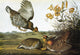 Audubon: Greater Prairie Chicken Fine Art Print - Engraving