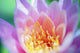 Close Up of a Pink Flower in Bloom Poster Print by Kicka Witte