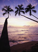 Palm Trees at Dusk Fine Art Print - Item #VARDPI1878306